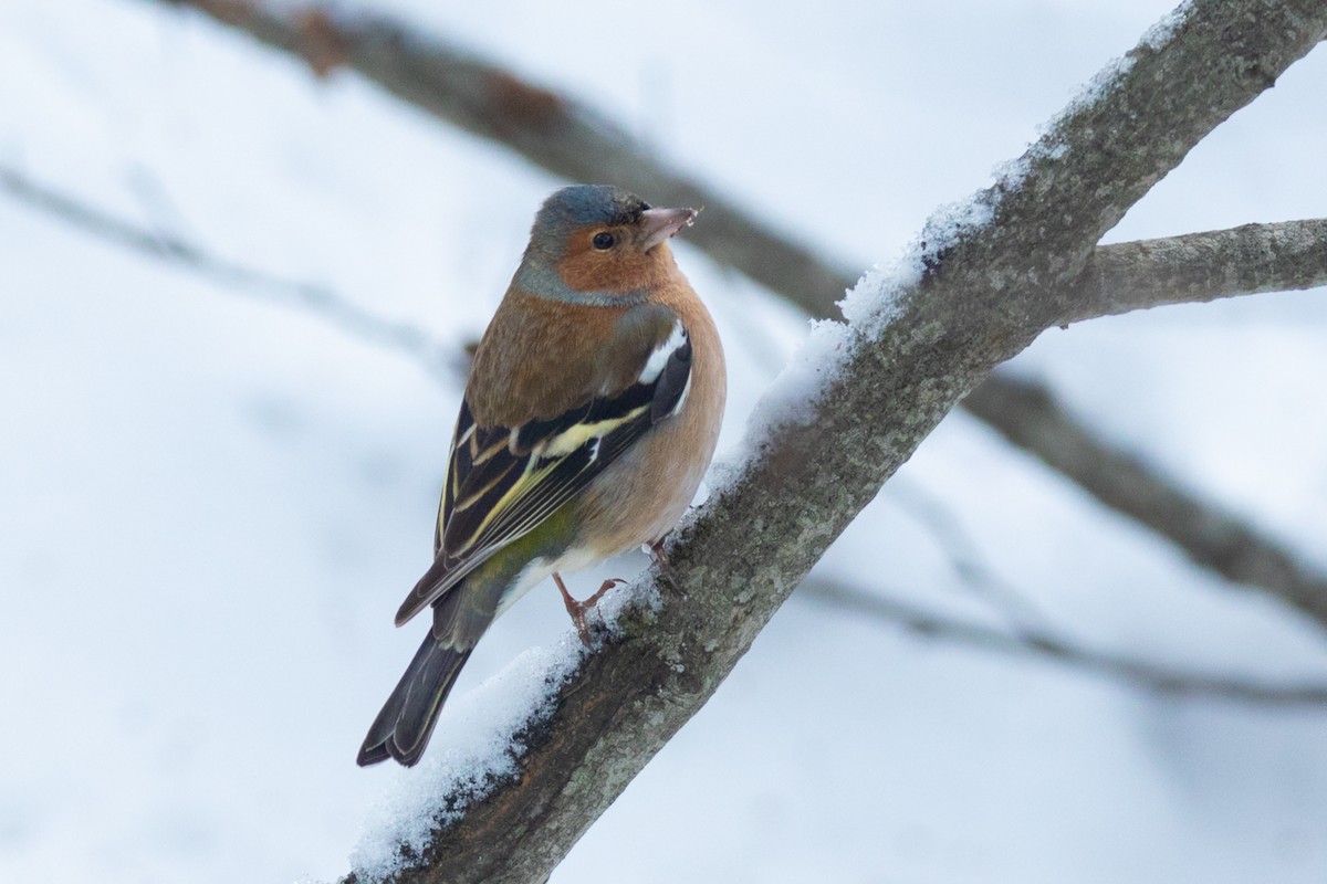 Common Chaffinch - ML307870641