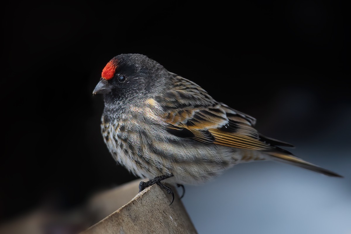 Fire-fronted Serin - ML307870691