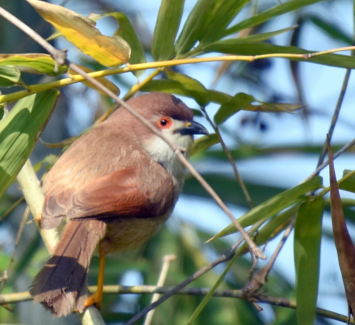 Yellow-eyed Babbler - ML307871621