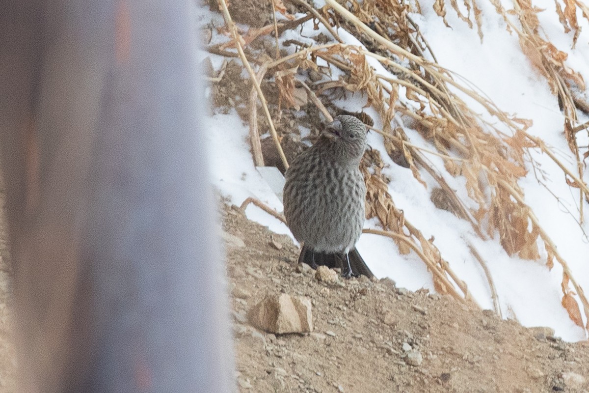 Great Rosefinch - ML307871701