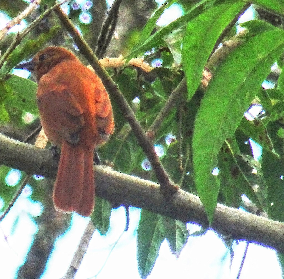 White-lined Tanager - David Johnston-Monje