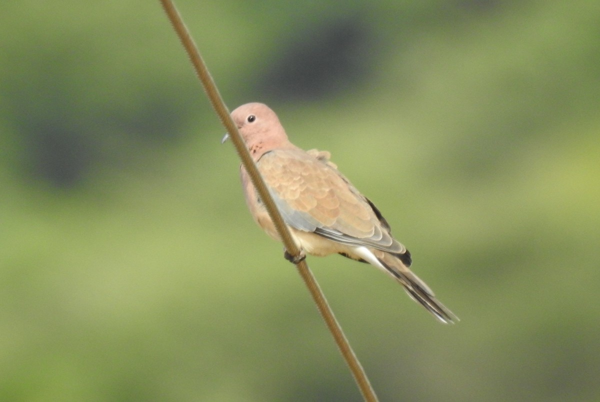 Laughing Dove - ML30787201