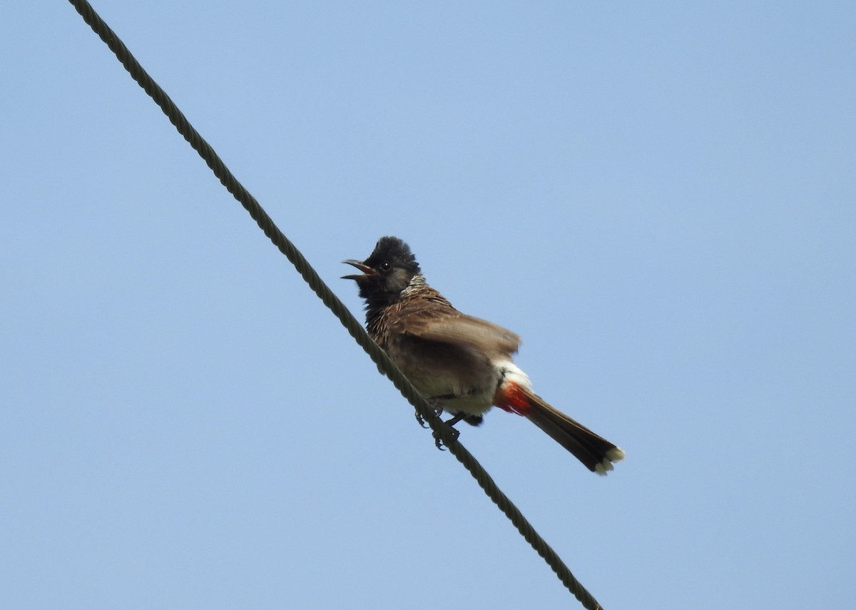 Red-vented Bulbul - ML30787421