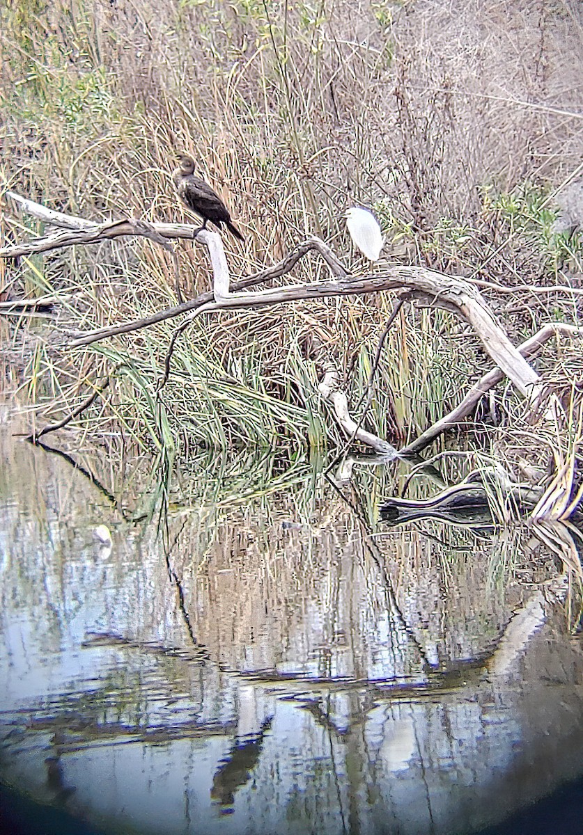 Double-crested Cormorant - Mary-Rose Hoang