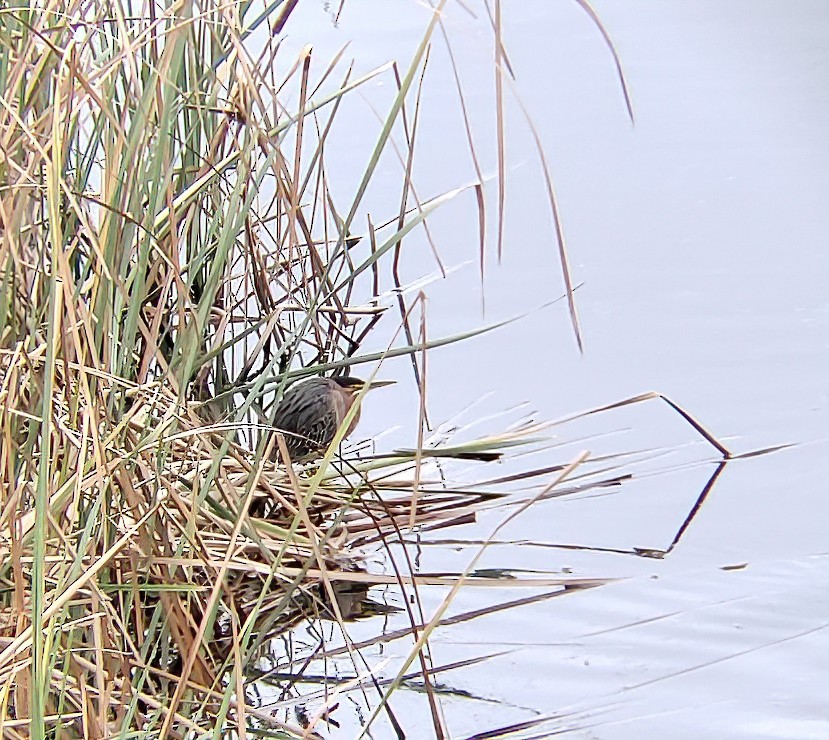 Green Heron - ML307876781