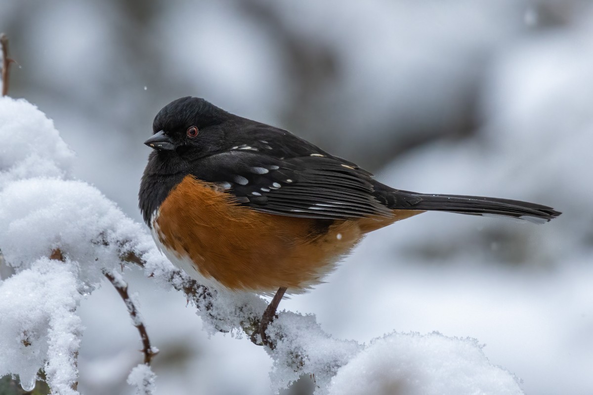 Spotted Towhee - Braden Kirkby