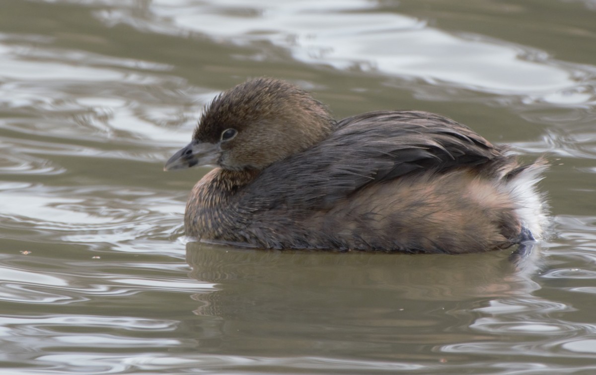 Pied-billed Grebe - Kathleen Black