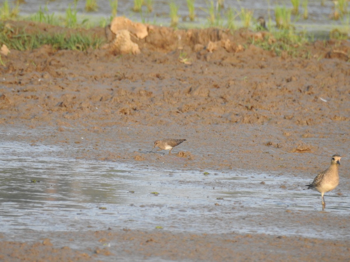 Correlimos de Temminck - ML307881531