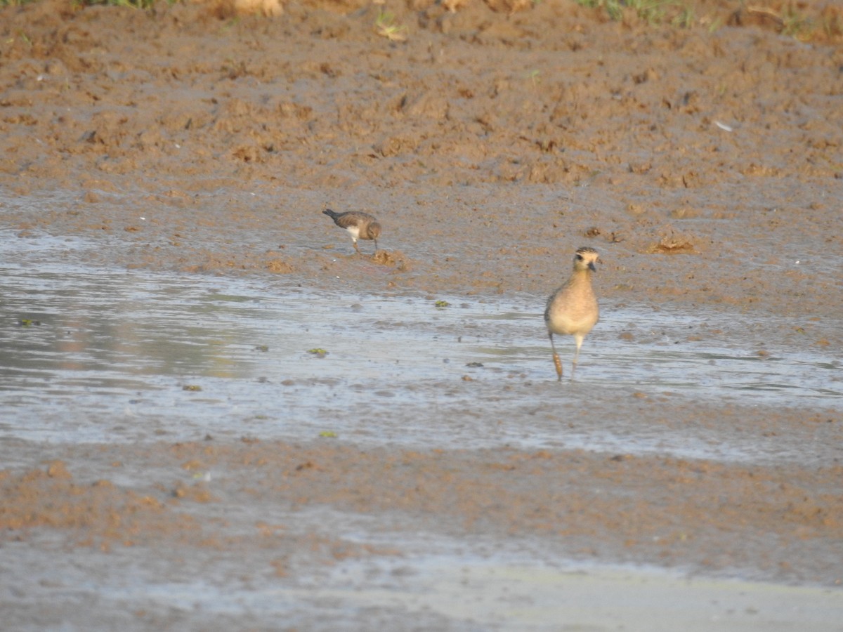 Temminck's Stint - Chins  Chandran