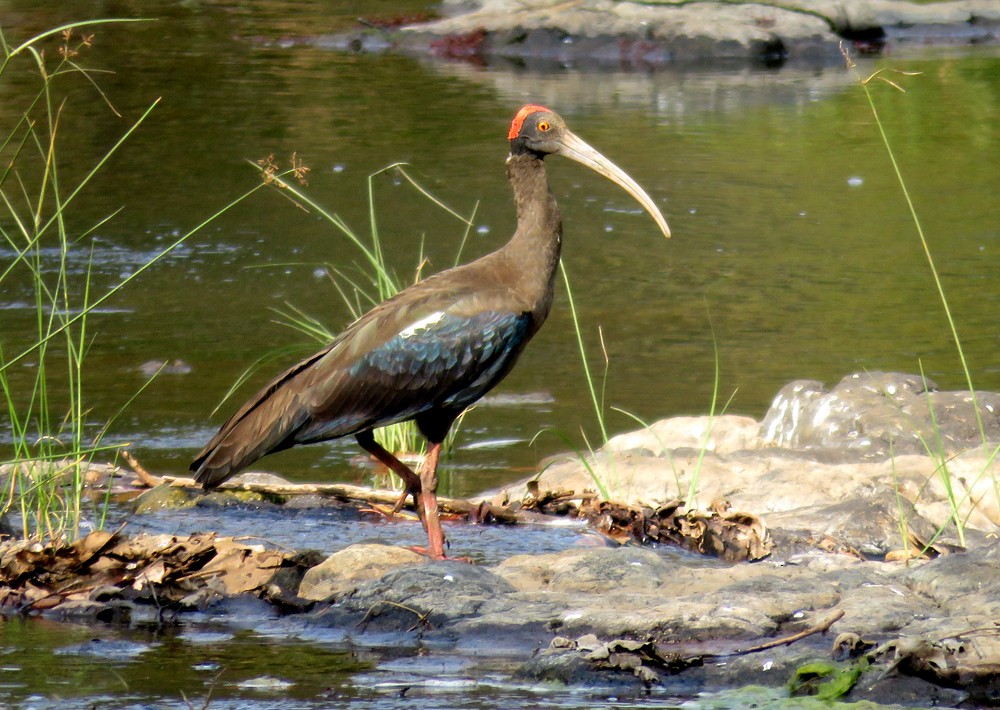 Red-naped Ibis - ML307882101