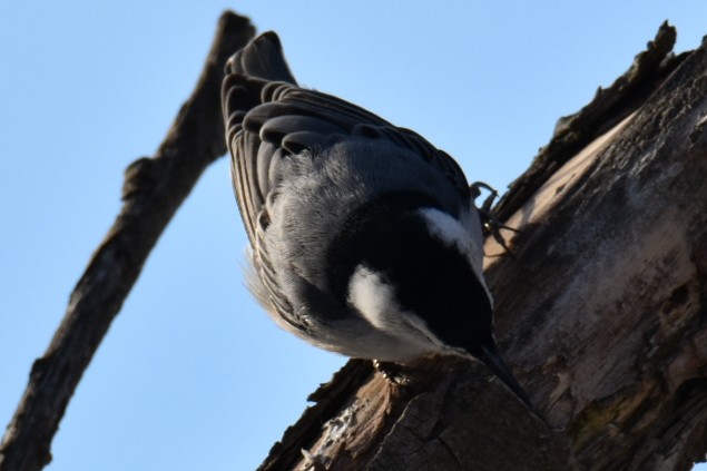 White-breasted Nuthatch - Sheri Lewis