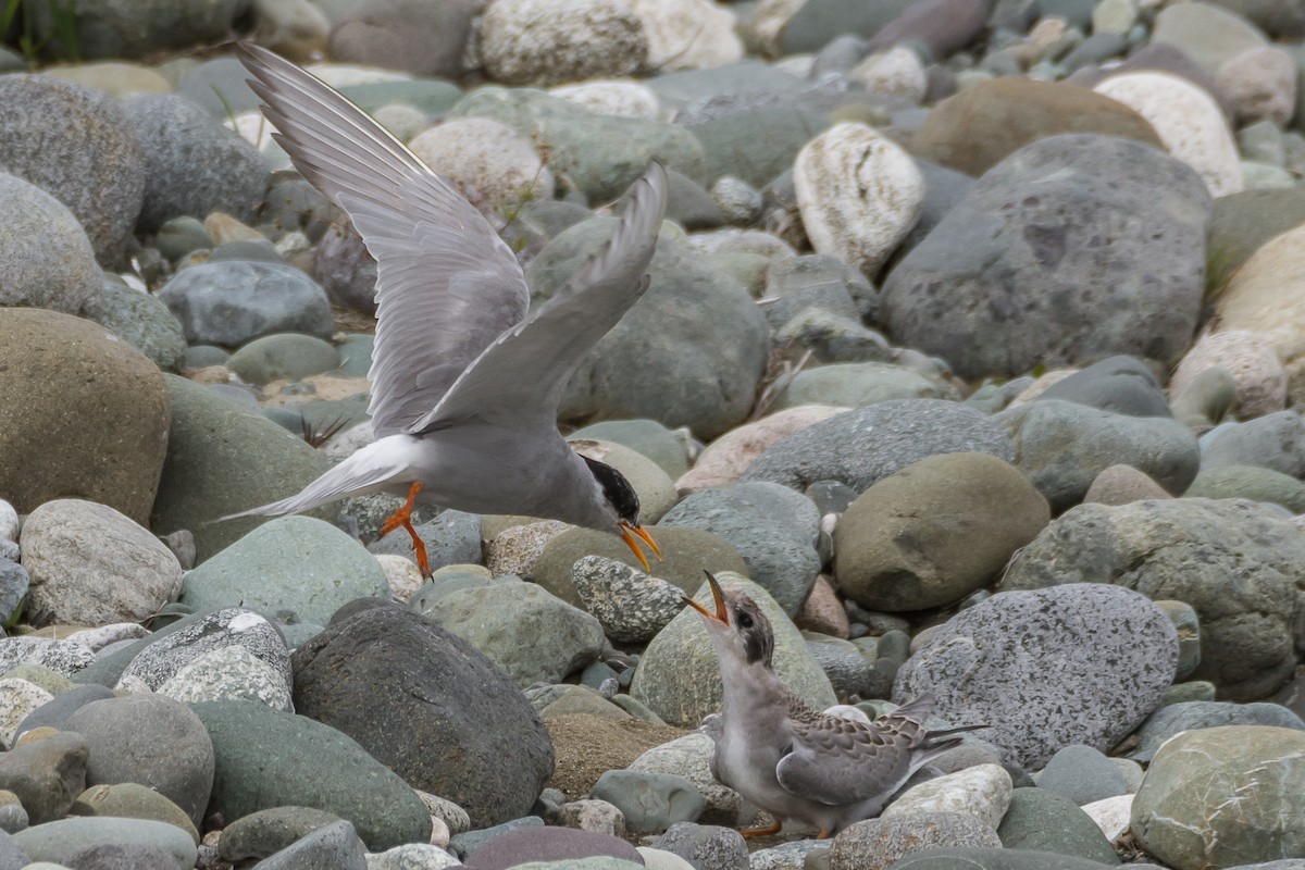 Black-fronted Tern - ML307884041