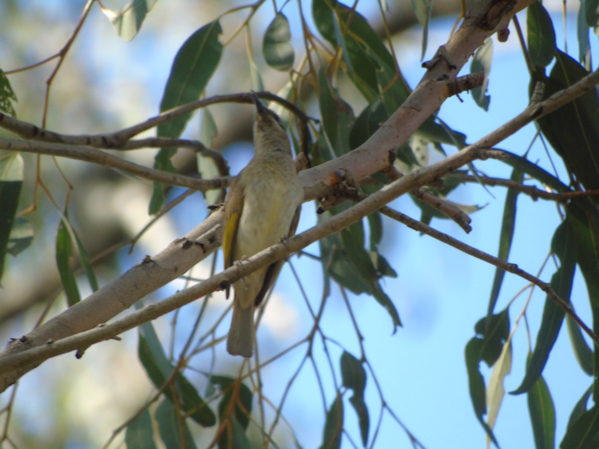 Brown Honeyeater - ML307885181