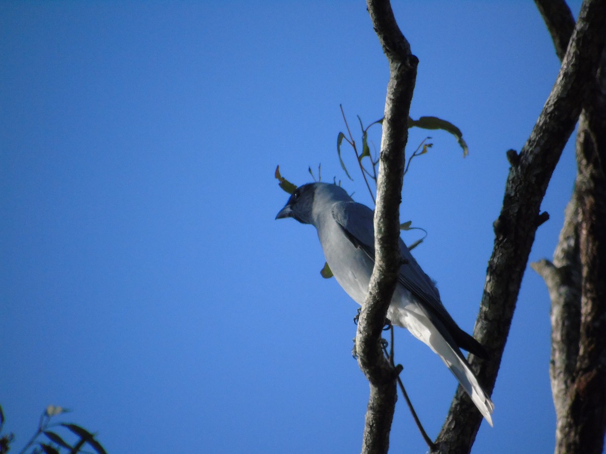 Black-faced Cuckooshrike - ML307885261