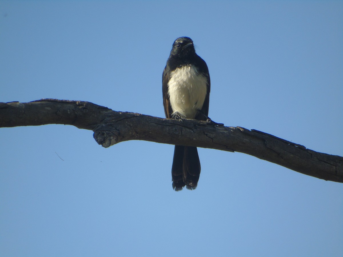 Willie-wagtail - ML307885321