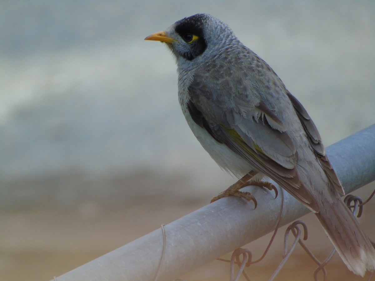 Noisy Miner - ML307886401