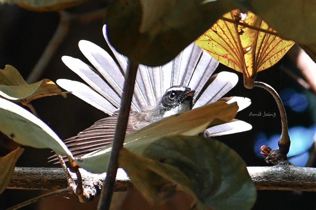 White-throated Fantail - ML307886981