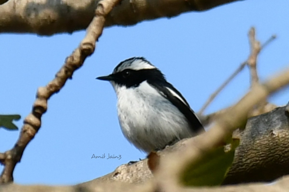Little Pied Flycatcher - ML307887151