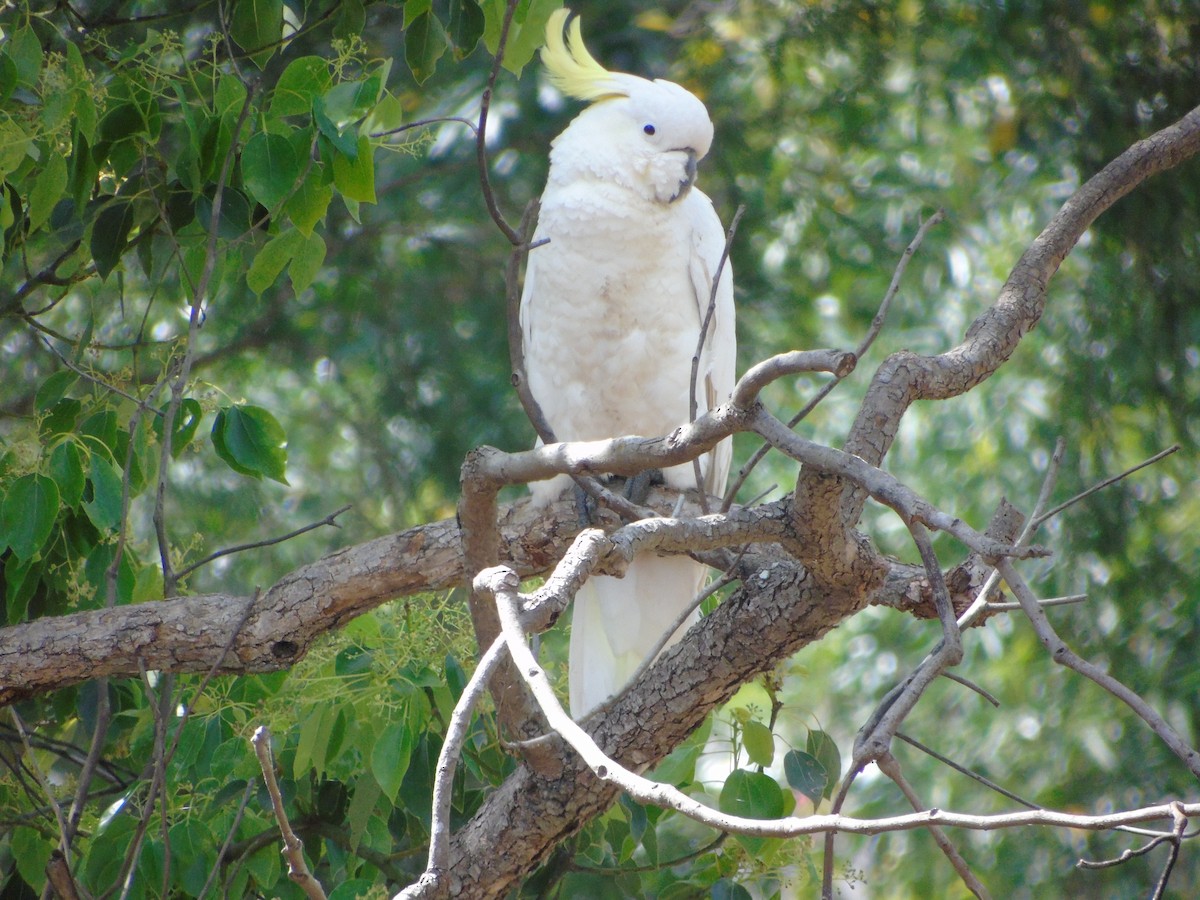Sulphur-crested Cockatoo - ML307887351