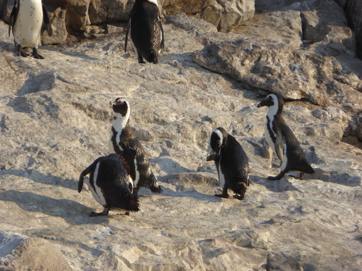 Pingüino de El Cabo - ML307887411