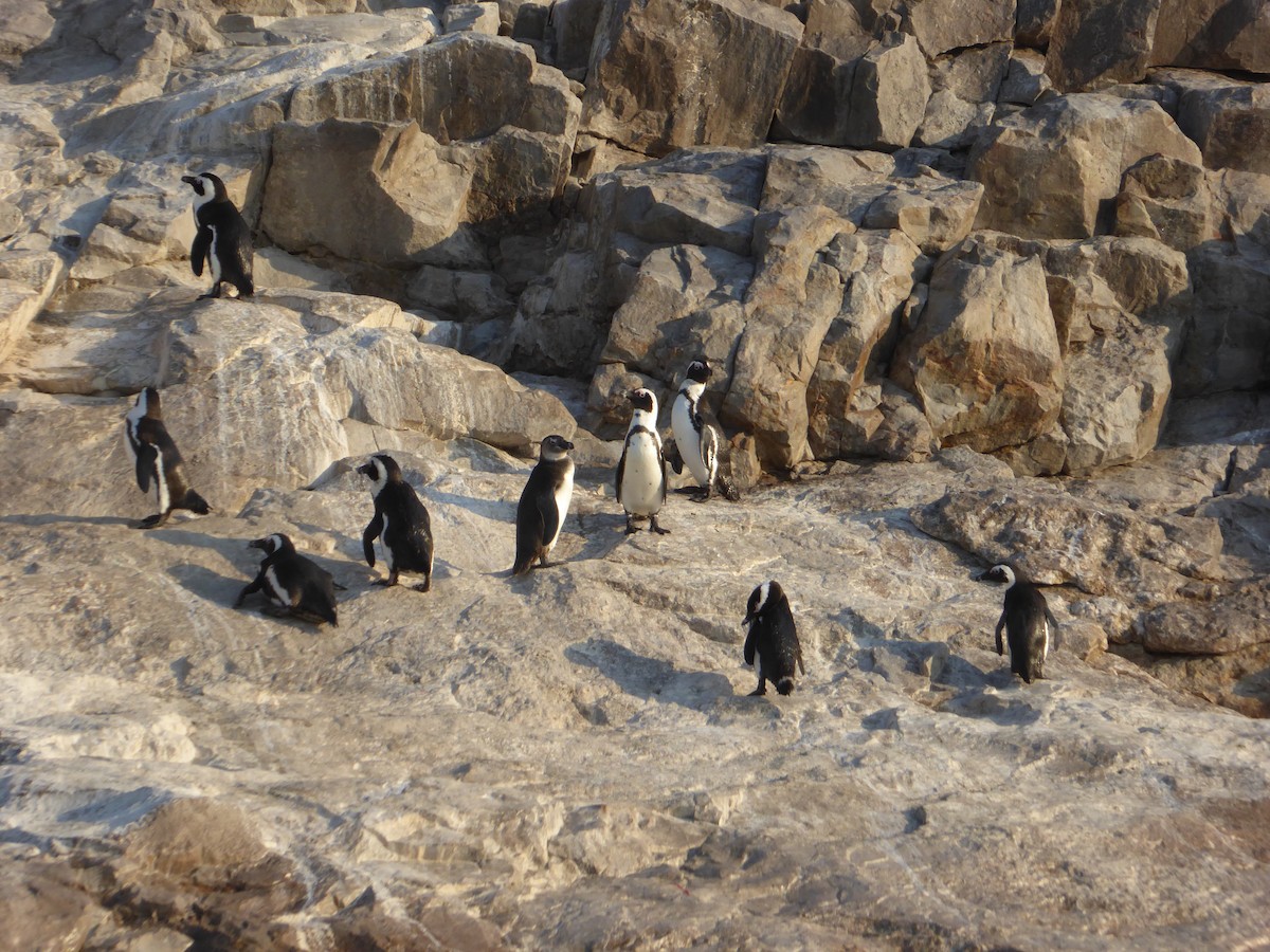 Pingüino de El Cabo - ML307887591