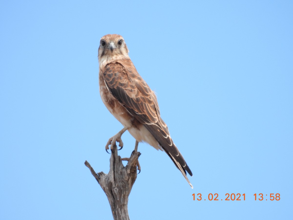 Brown Falcon - Trevor Oliver