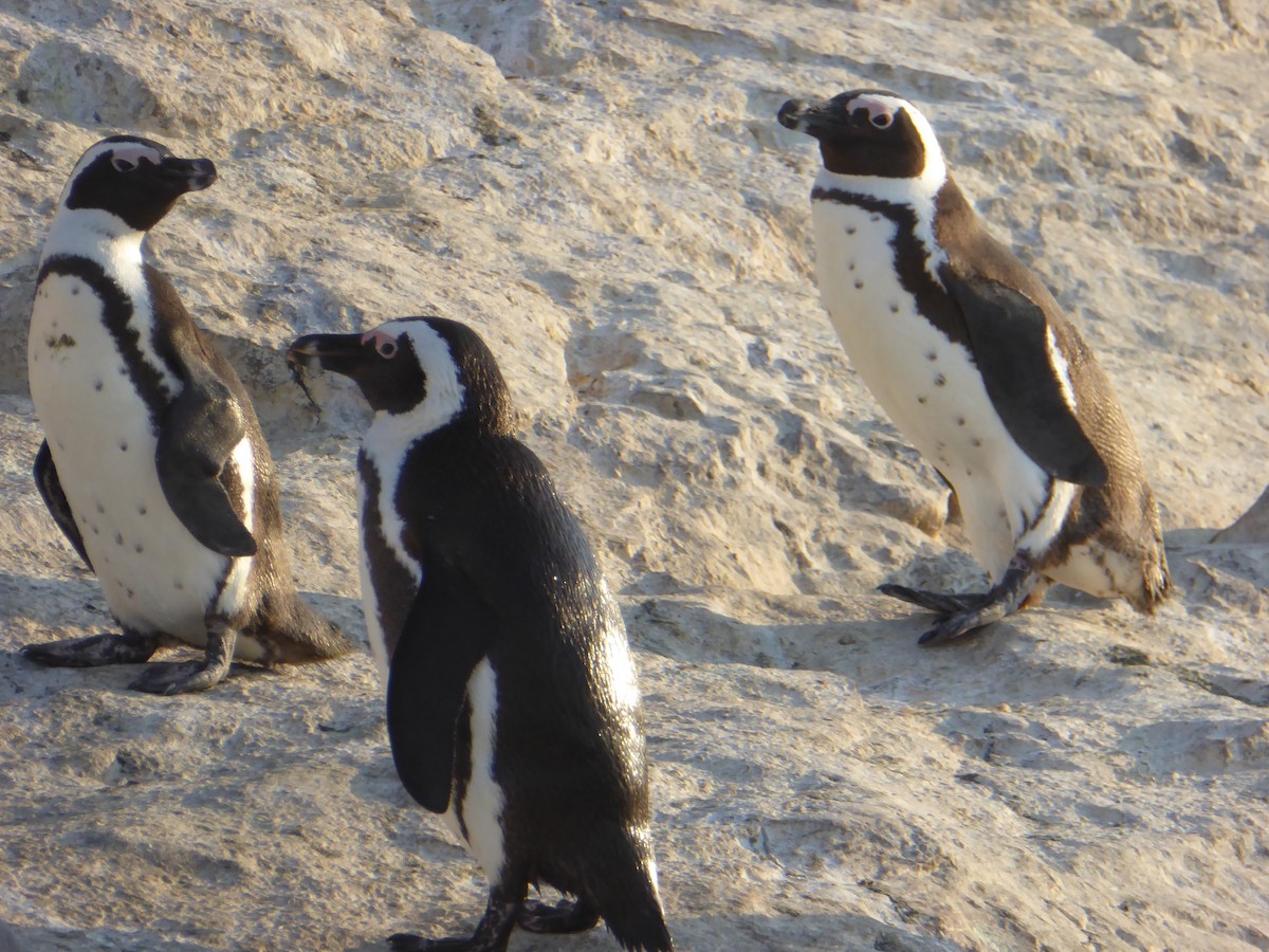 tučňák brýlový - ML307888111