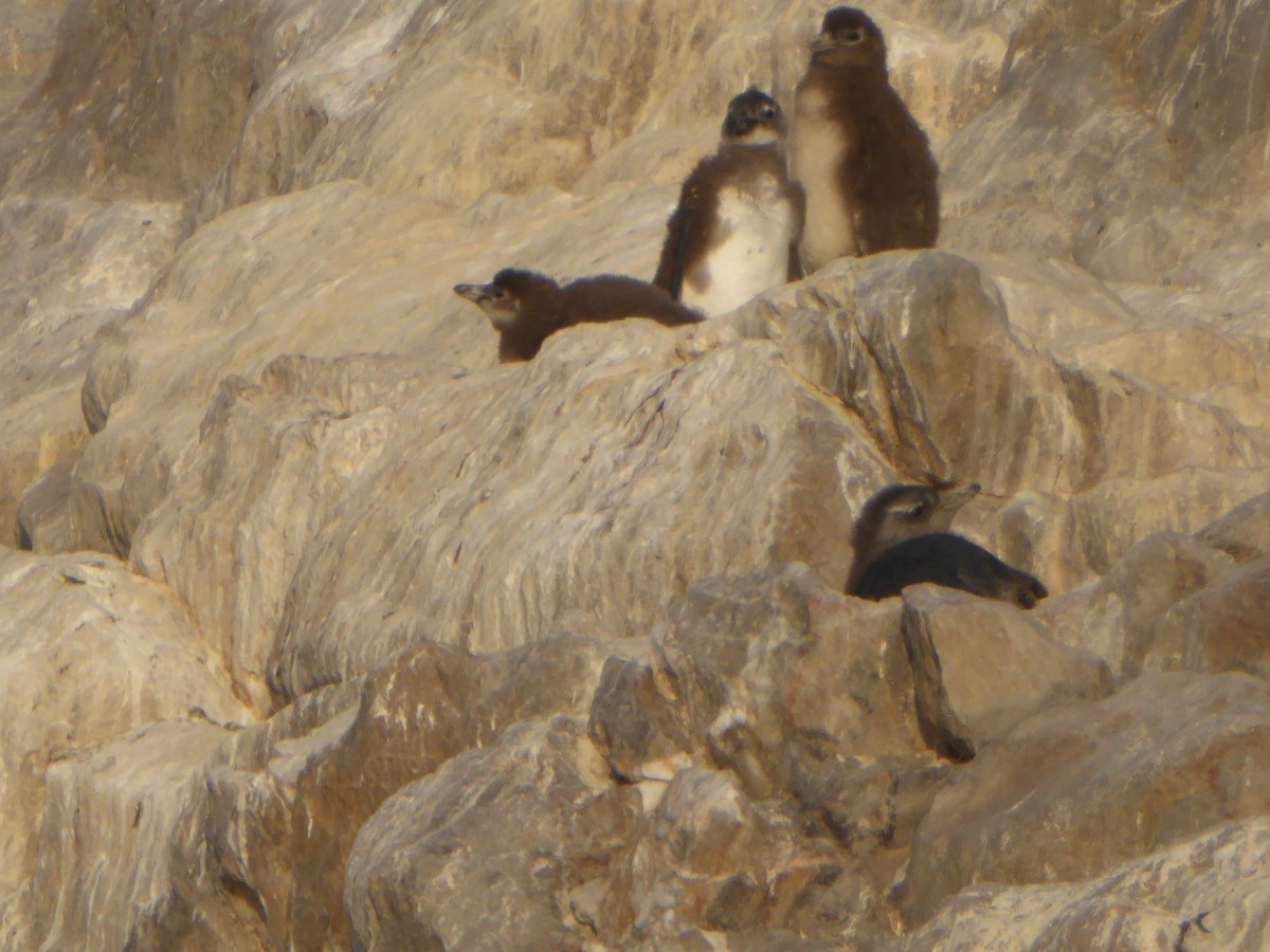 Pingüino de El Cabo - ML307888181