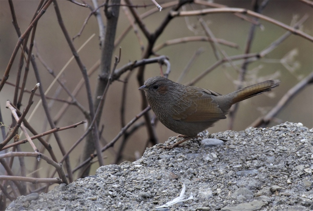 Streaked Laughingthrush - ML307888371