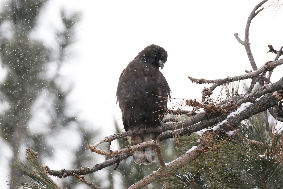 Red-tailed Hawk - ML307888771