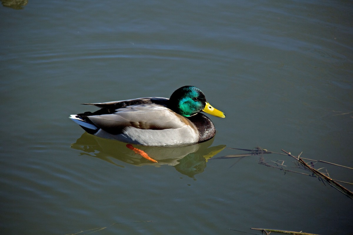 Зэрлэг нугас - ML307889321