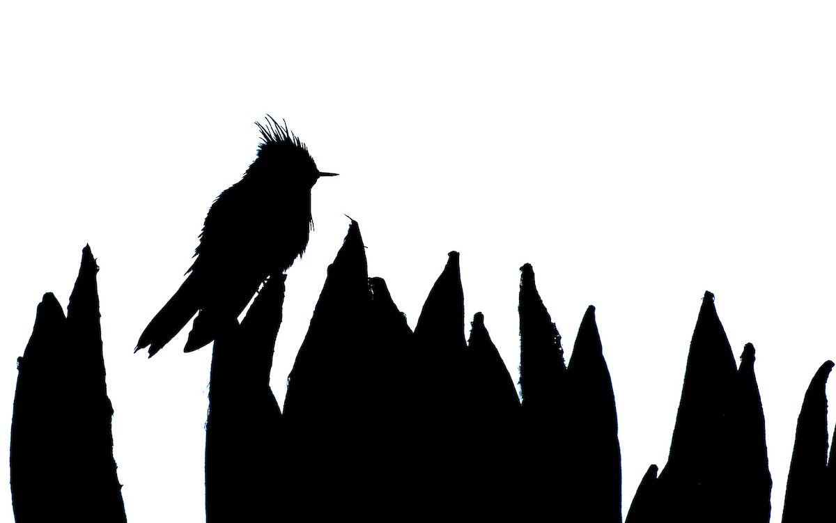 kolibřík tolimský - ML30788971