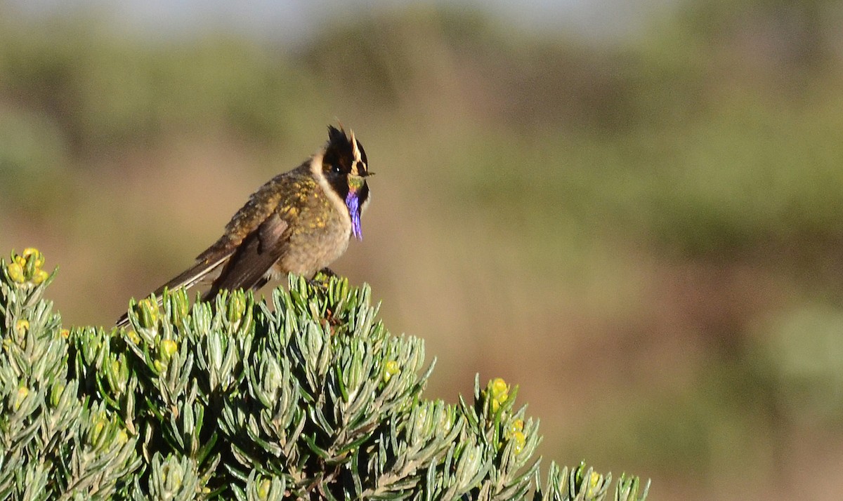 Colibrí Chivito del Nevado del Ruiz - ML30788991