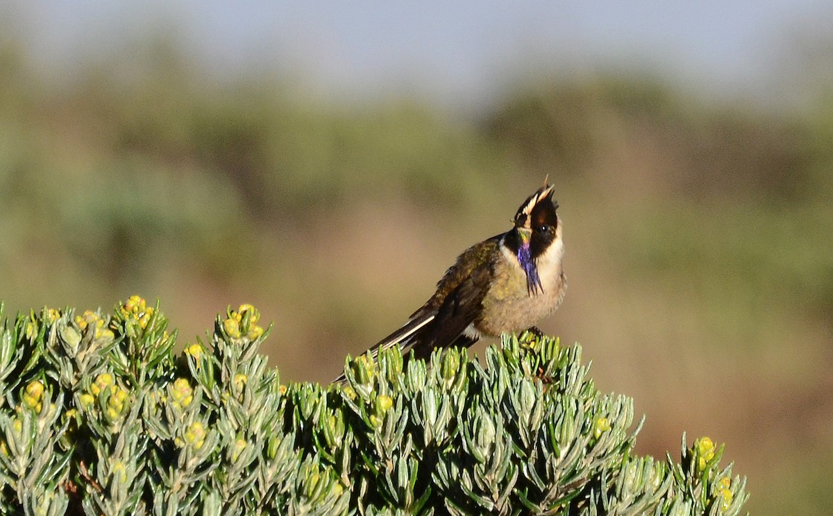kolibřík tolimský - ML30789001