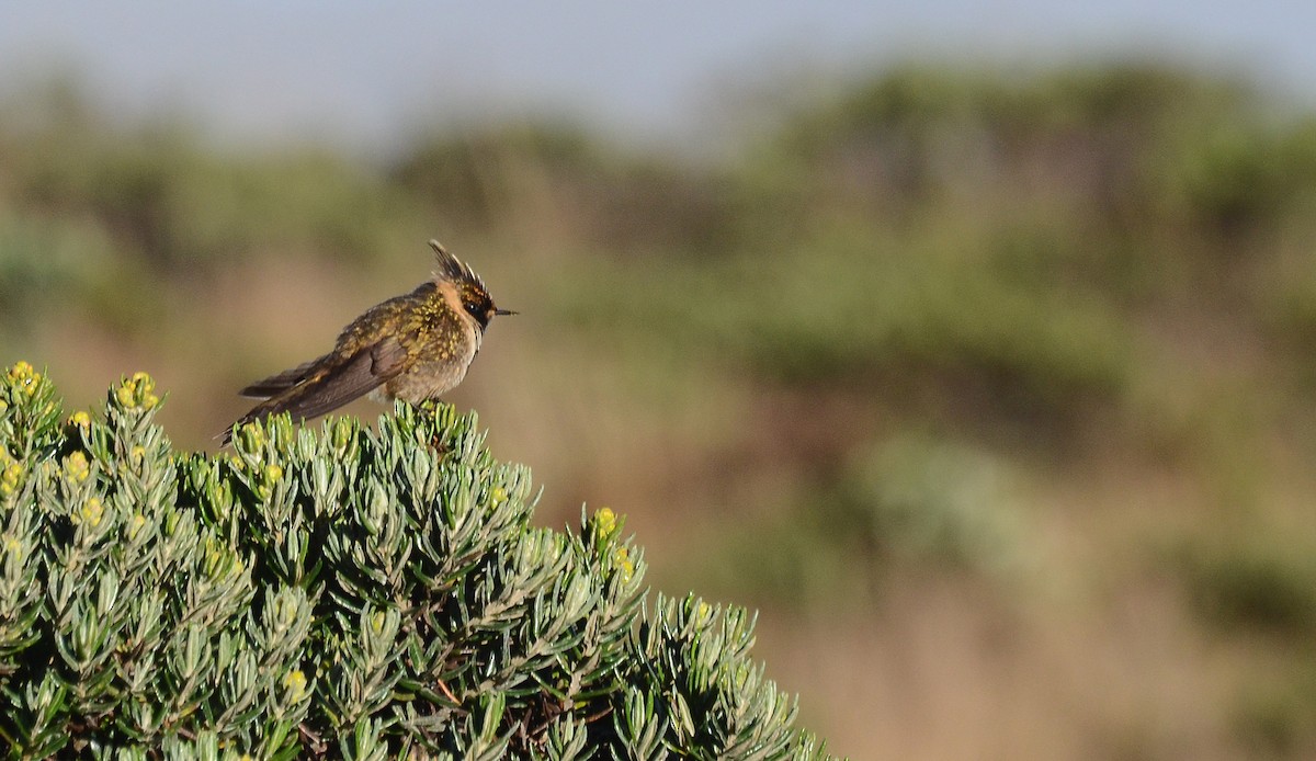 Colibrí Chivito del Nevado del Ruiz - ML30789021