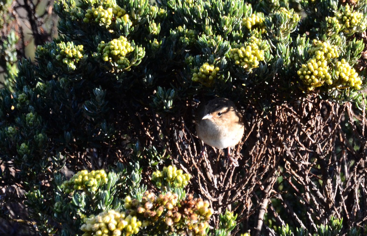 Grass Wren - ML30789031