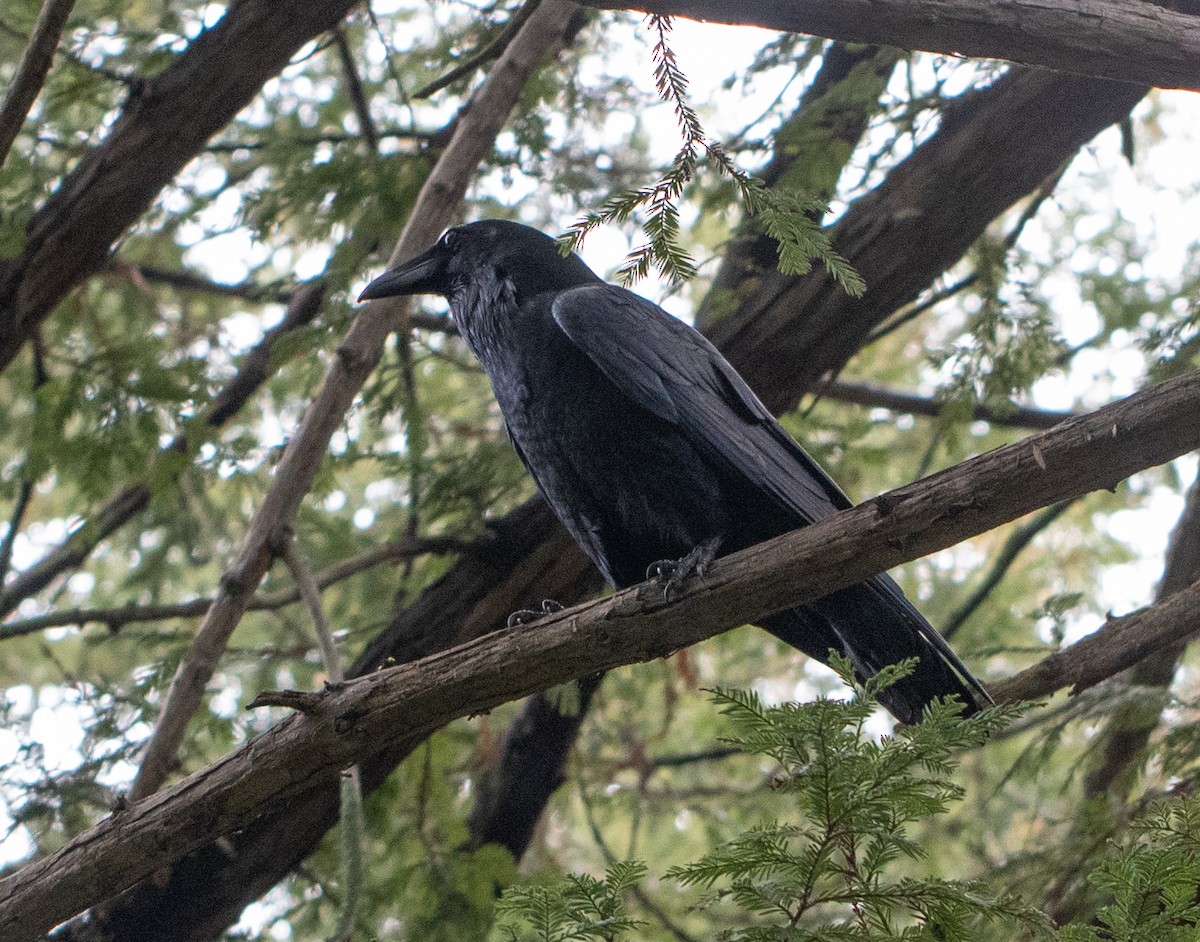 Common Raven - Lindy Fung