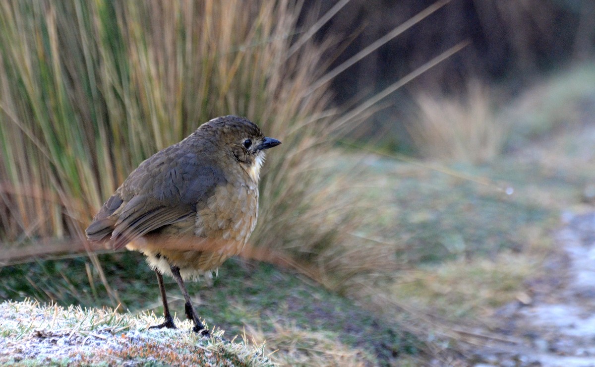 Tawny Antpitta - ML30789041