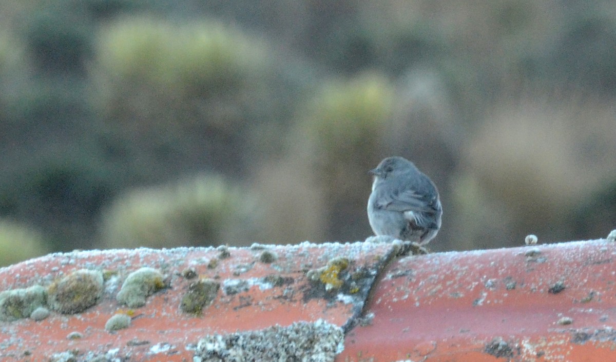 Plumbeous Sierra Finch - ML30789081