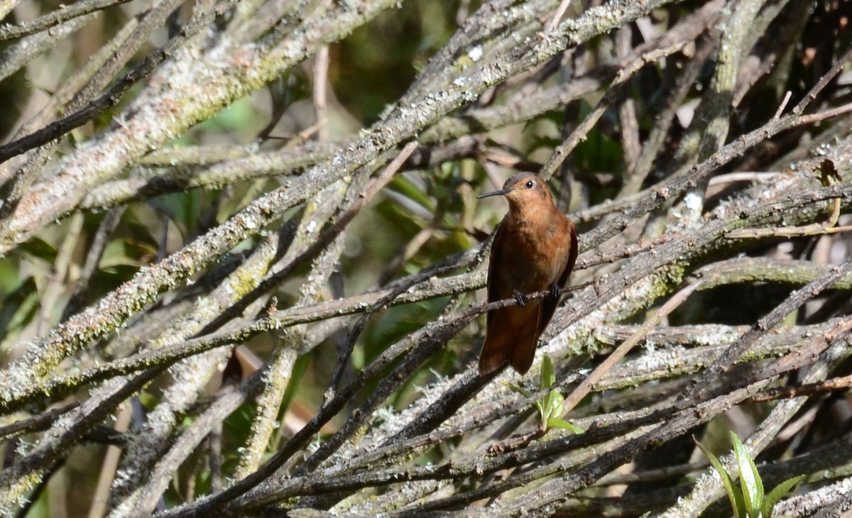 kolibřík duhovohřbetý - ML30789151