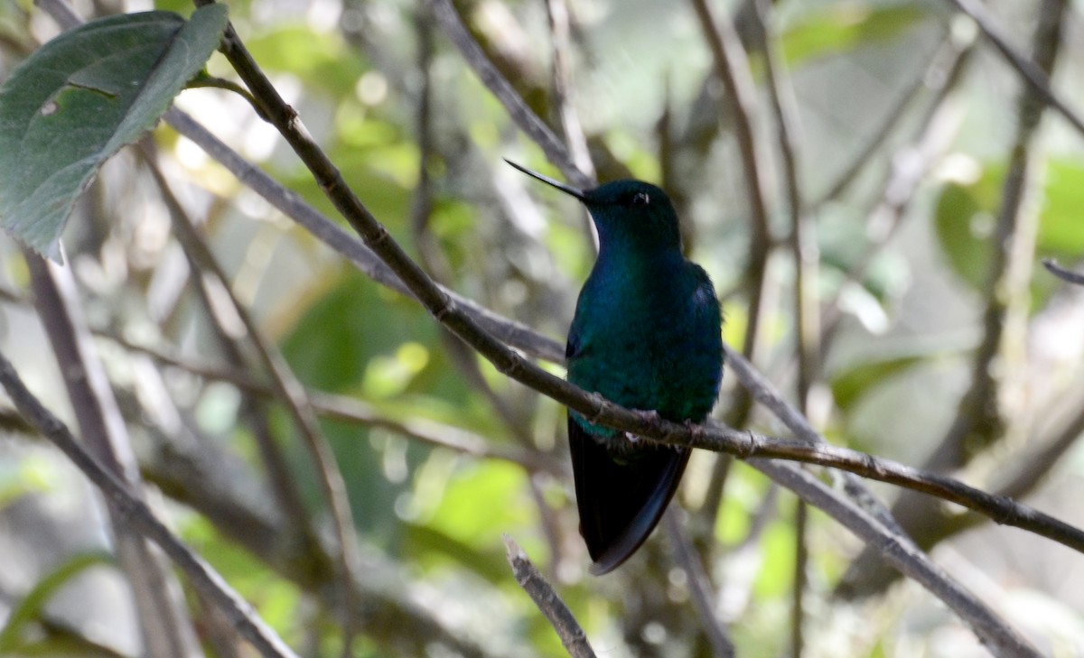 kolibřík modrokřídlý - ML30789201