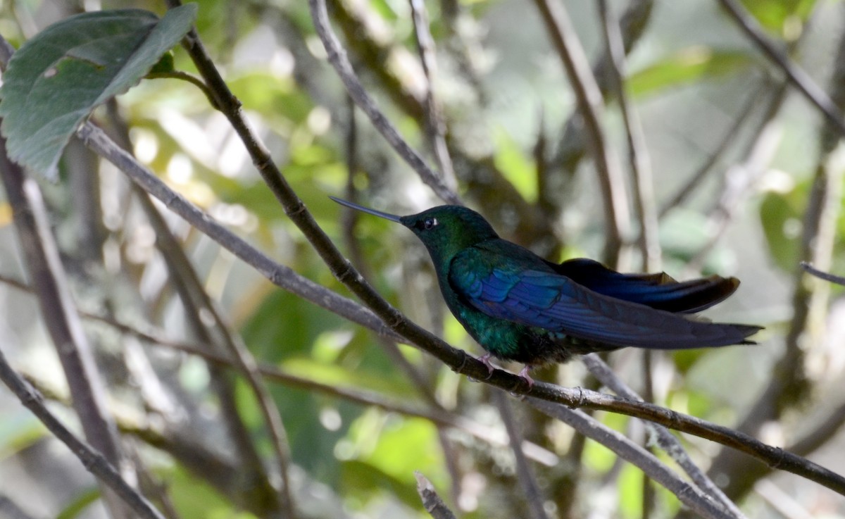 kolibřík modrokřídlý - ML30789221