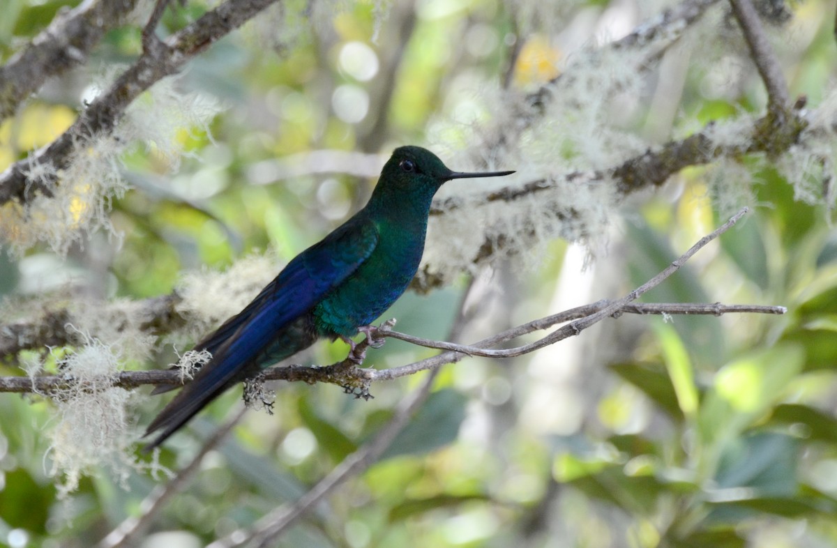 kolibřík modrokřídlý - ML30789291