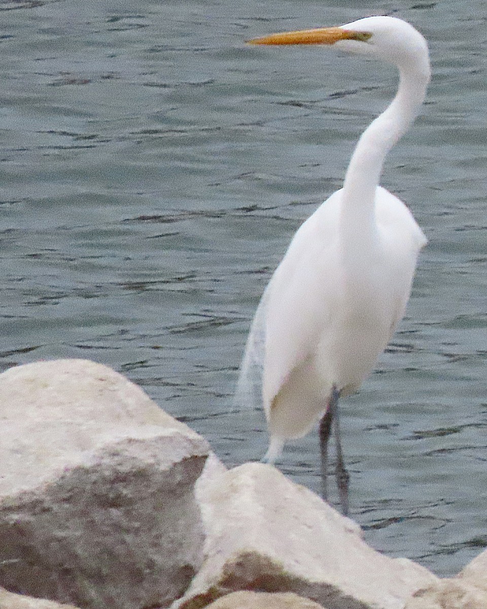 Great Egret - Kristen Johnson