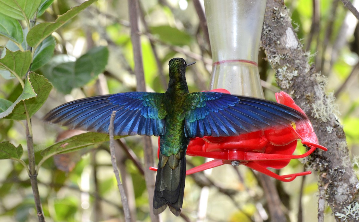 kolibřík modrokřídlý - ML30789321