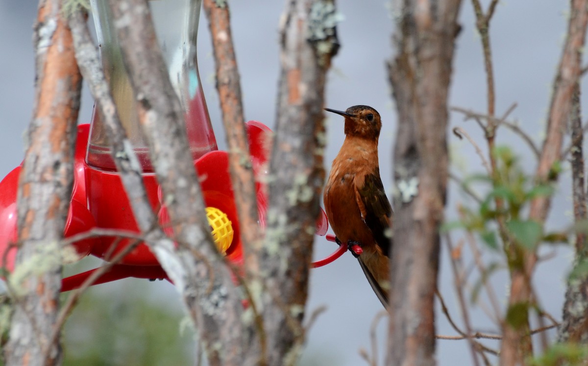 kolibřík duhovohřbetý - ML30789401