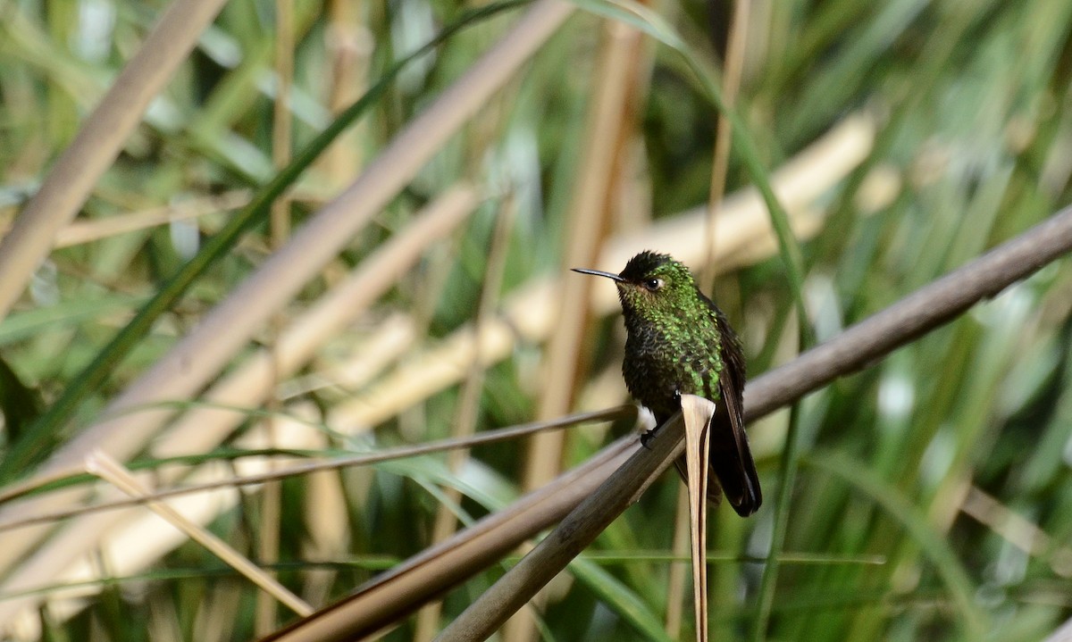 Black-thighed Puffleg - David M. Bell