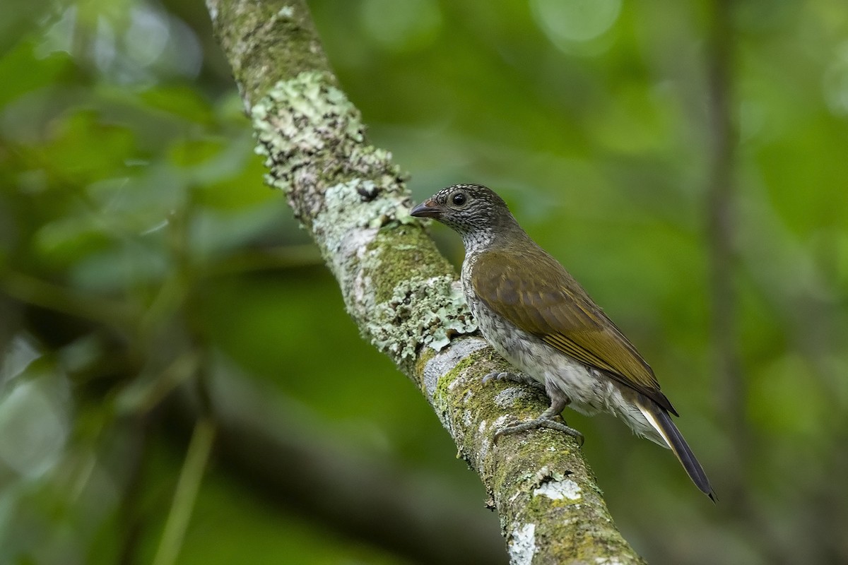 Scaly-throated Honeyguide - Niall D Perrins