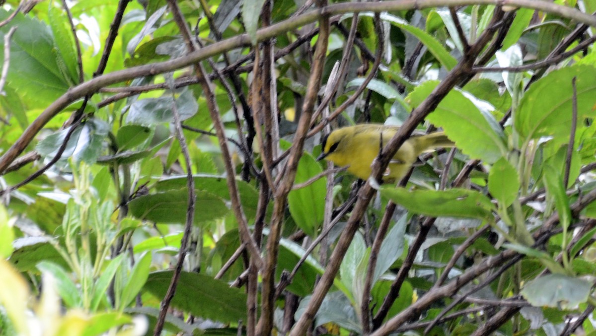 Black-crested Warbler - ML30789631