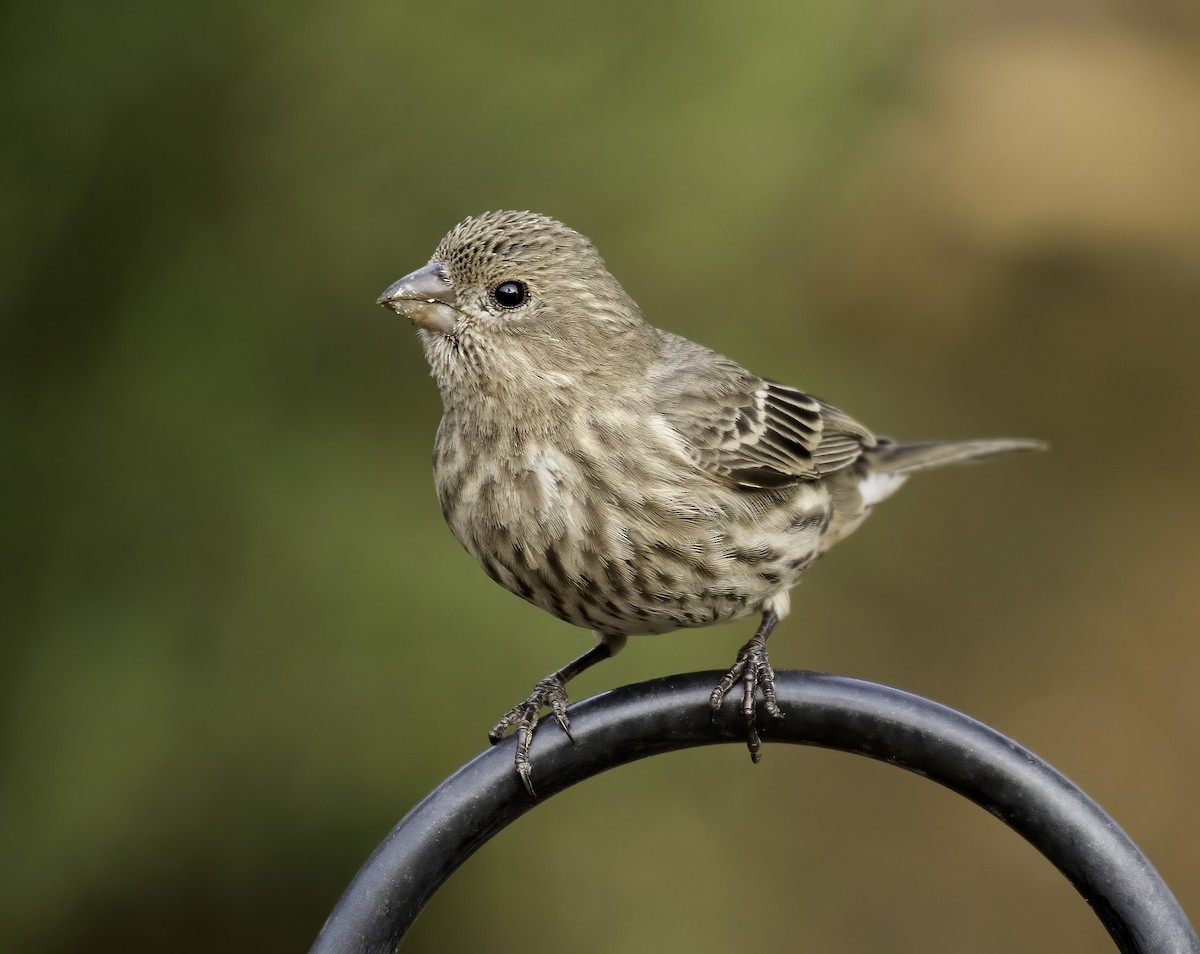 House Finch - Alison Davies